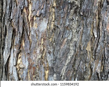 texture of surface bark tropical tree 