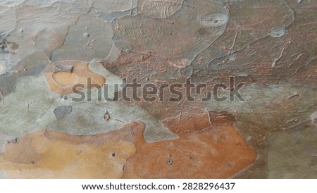 The texture or surface of the guava tree bark is like scales and will eventually peel off. 