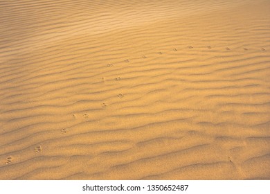 Texture, the surface of a sand dune, covered with small ripples of the waves going diagonally. A trace of a small desert animal. Stockton Sand Dunes near the coast, Worimi Regional Park, Australia - Shutterstock ID 1350652487