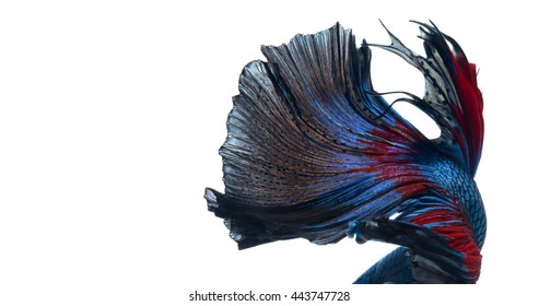 Texture of tail of red-blue siamese fighting fish isolated on white background. betta fish.