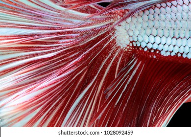 Texture of tail siamese fighting fish