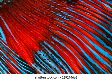 Texture Of Tail Siamese Fighting Fish