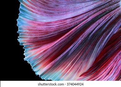 Texture Of Tail Siamese Fighting Fish