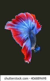 Texture of tail siamese fighting fish