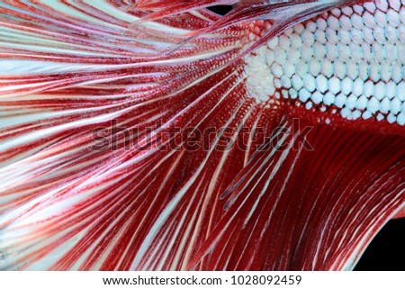 Texture of tail siamese fighting fish