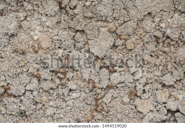 texture of termites on\
the sandy ground