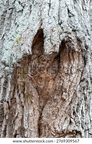 The texture of torn tree bark.