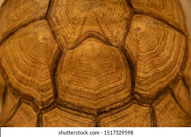 Texture of tortoise shell background, golden turtle carapace.