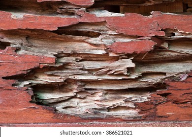 Texture Of Traces Of Termites Eat Wood