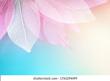 Texture transparent skeleton leaves blue, turquoise, pink peach pastel color, macro. Gentle colorful beautiful artistic image of nature. Natural background.