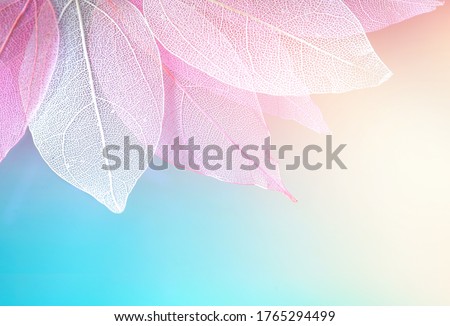 Texture transparent skeleton leaves blue, turquoise, pink peach pastel color, macro. Gentle colorful beautiful artistic image of nature. Natural background.
