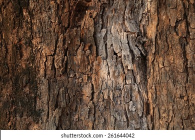 Texture of the tree