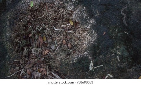 texture tree
