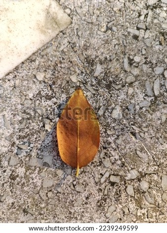 Texture tree background closeout nature