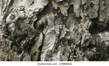 Texture of Tree Bark