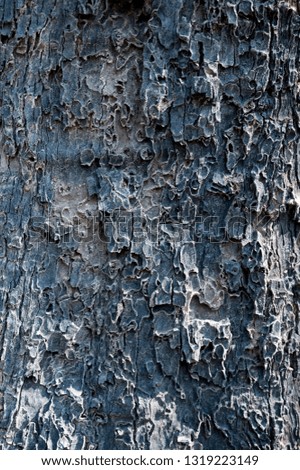 Similar – burnt tree bark after a forest fire