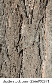 texture of the tree bark of tree, Tree bark, background, texture 
