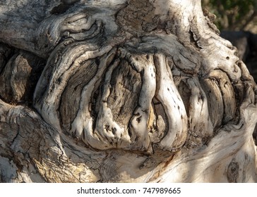 texture of tree bark. background, bark of the tree, 