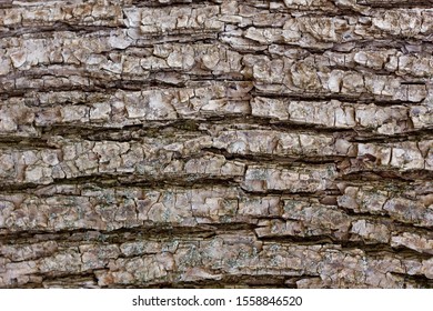 texture of tree bark close-up. The rough skin of an old tree.
