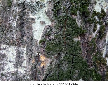 Texture of tree bark with moss, tree bark background, abstract natural pattern, blank for designer
