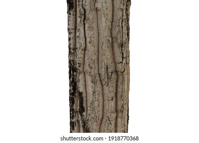Texture of tree bark on white background