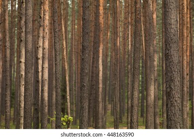 texture of tree bark, pine trees in the forest