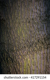Texture of the tree bark in the sunset light, abstract background