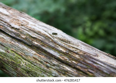 Texture of the tree in the deep forest
