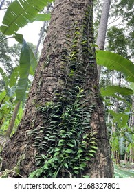 The Texture Of Tree (Dipterocarpaceae)