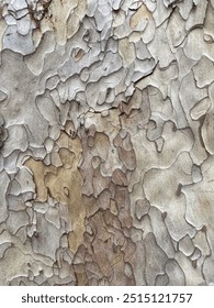 Texture of a tree in Lugano