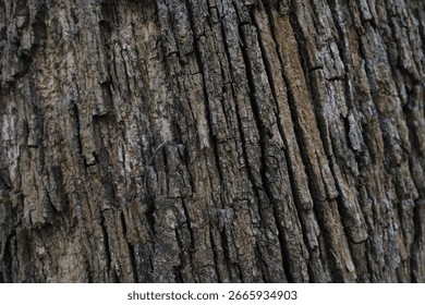 Texture of a tree trunk