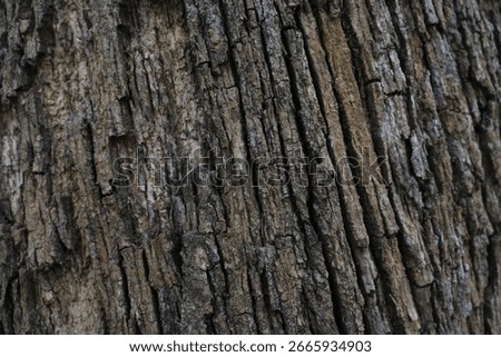 Texture of a tree trunk