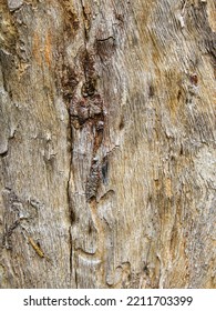 Texture Of Tree Trunk With Its Bark Peeling Off, Natural Wood Texture Background