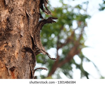 Texture of the tree, Tree trunk stomp textured pattern abstract texture of fallen broken tree with age lines,