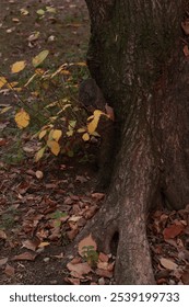 Texture of tree trunk with uneven bark
