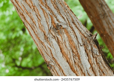 The texture of the tree trunk is very unique and enchanting.