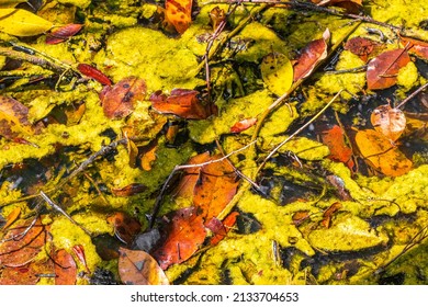 Texture of a tropical natural jungle forest plants palm trees foliage mucus slime and marine life in pond sump water in Sian Ka'an National Park in Muyil Chunyaxche Quintana Roo Mexico.