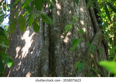 Texture Of Tropical Rainforest Tree (Dipterocarpaceae), Borneo