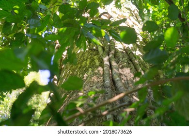 Texture Of Tropical Rainforest Tree (Dipterocarpaceae), Borneo