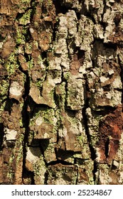 Texture of tropical tree bark