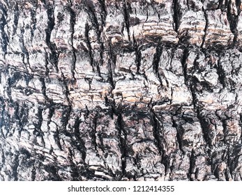 Texture of tropical tree bark. Studio Photo