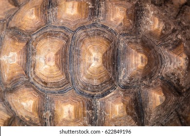 Texture Of Turtle Carapace.