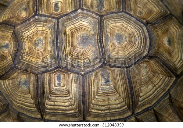 Texture of Turtle\
carapace.