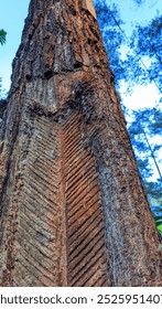 Texture of used tapped pine tree bark