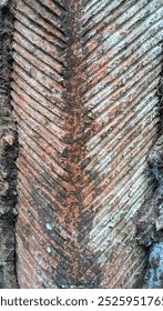 Texture of used tapped pine tree bark