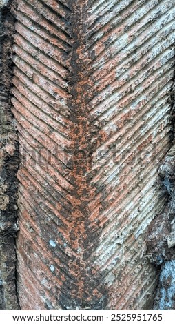 Texture of used tapped pine tree bark