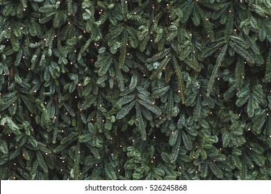 Texture of wall decorated with garlands and green pine fir branches, Christmas decorations background - Shutterstock ID 526245868