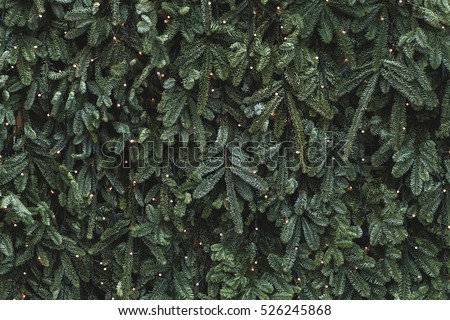 Texture of wall decorated with garlands and green pine fir branches, Christmas decorations background