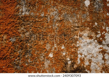 The texture of the wall with lime coating and moss for the background.