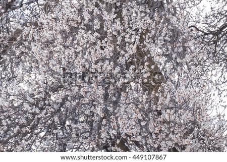 Similar – Image, Stock Photo cherry blossoms #4
